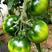 铁皮柿子水果番茄种子非转基因高甜度果型好