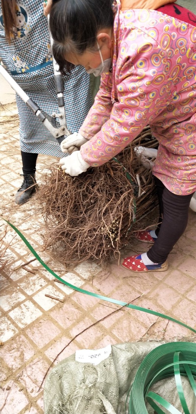 嫁接蜂糖李子苗品质优良纯正根系发达苗圃直发保湿发货