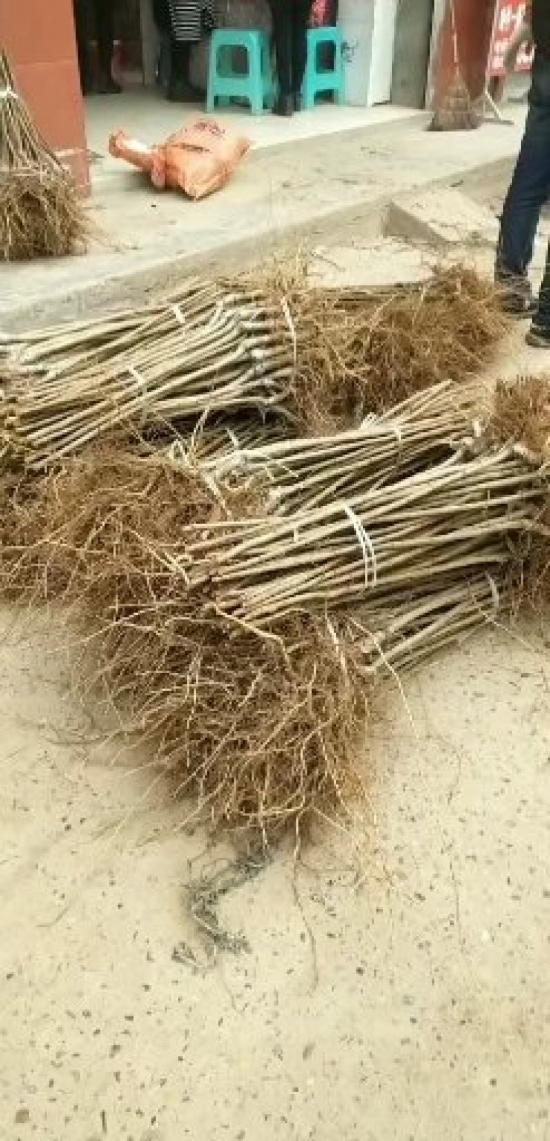 嫁接蜂糖李子苗品质优良纯正根系发达苗圃直发保湿发货