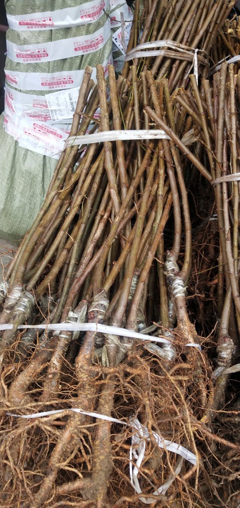 嫁接蜂糖李子苗品质优良纯正根系发达苗圃直发保湿发货