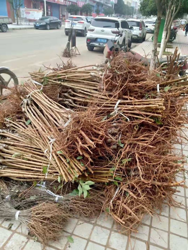 嫁接蜂糖李子苗品质优良纯正根系发达苗圃直发保湿发货