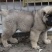 纯种高加索犬大型犬高加索幼犬包邮包成活