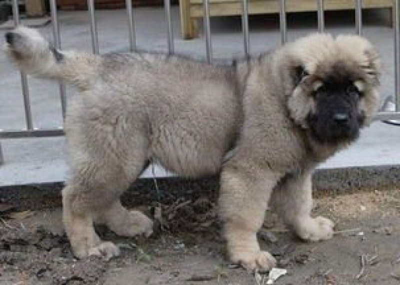 纯种高加索犬大型犬高加索幼犬包邮包成活