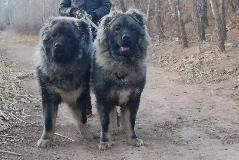 纯种高加索犬大型犬高加索幼犬包邮包成活