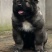 纯种高加索犬大型犬高加索幼犬包邮包成活