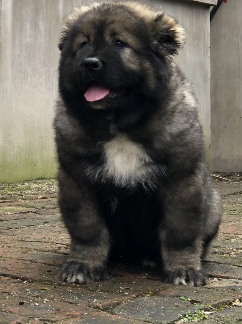 纯种高加索犬大型犬高加索幼犬包邮包成活