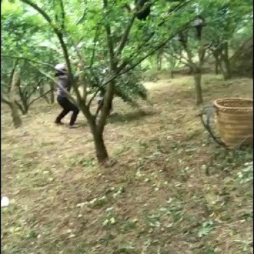 李子
