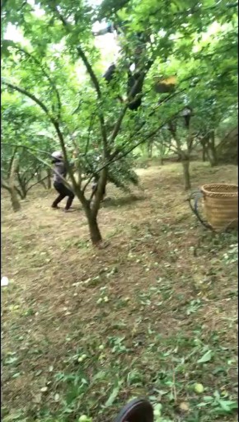 李子