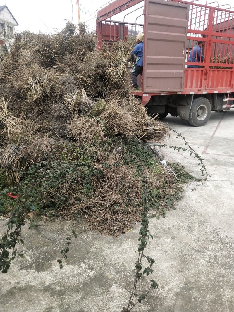科技刺梨支条，刺梨苗出售