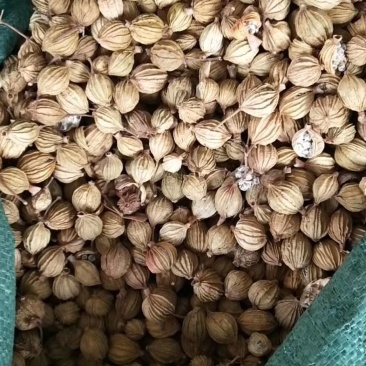香砂