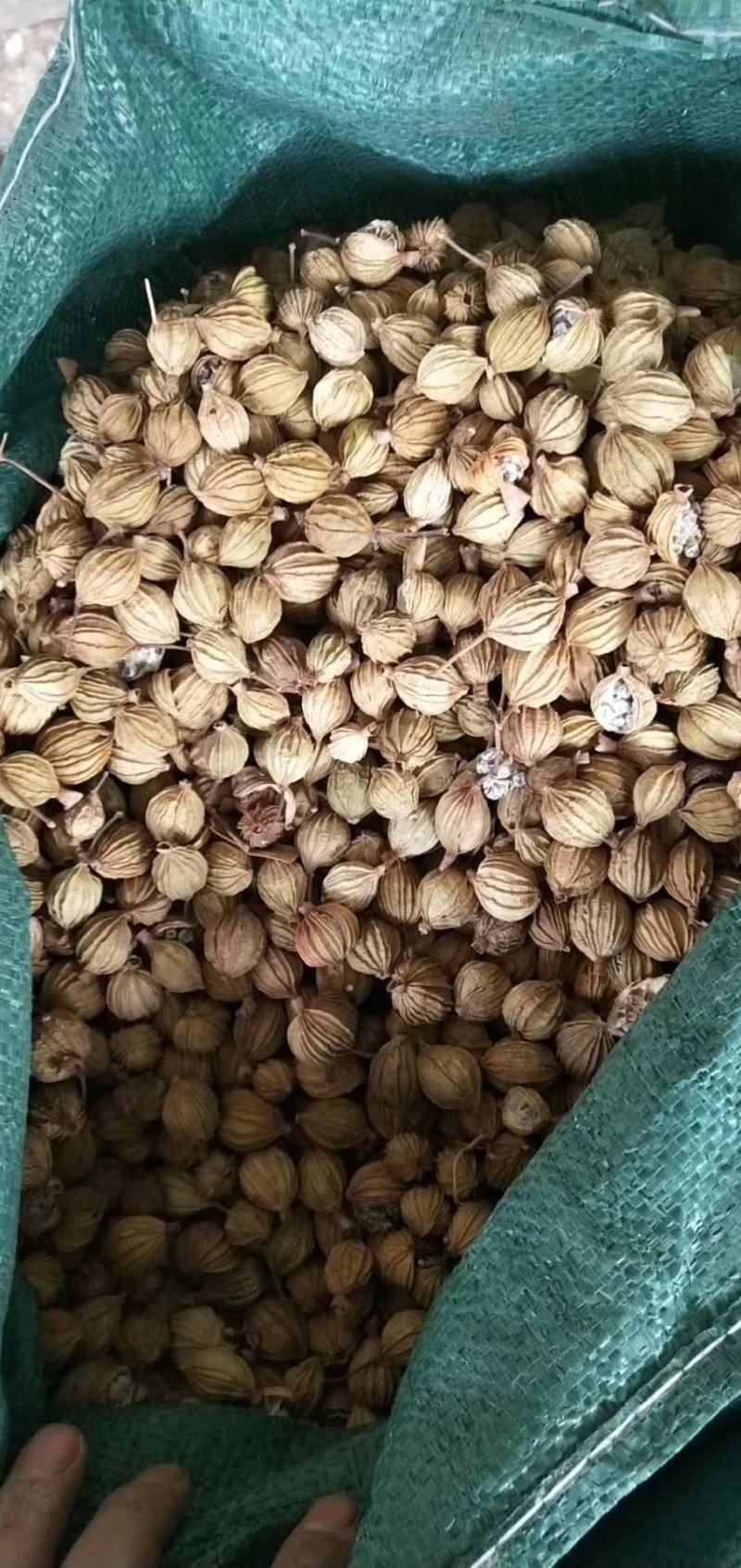 香砂