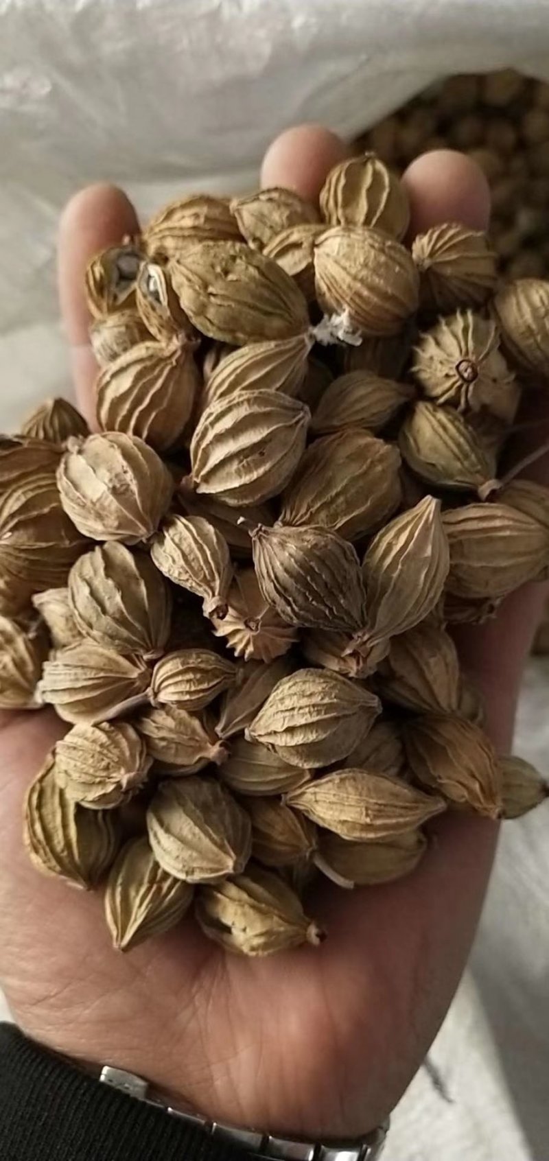 香砂