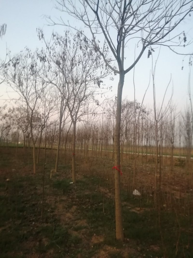 北栾8到11公分精品北栾价格美丽，量大从优先到先得，