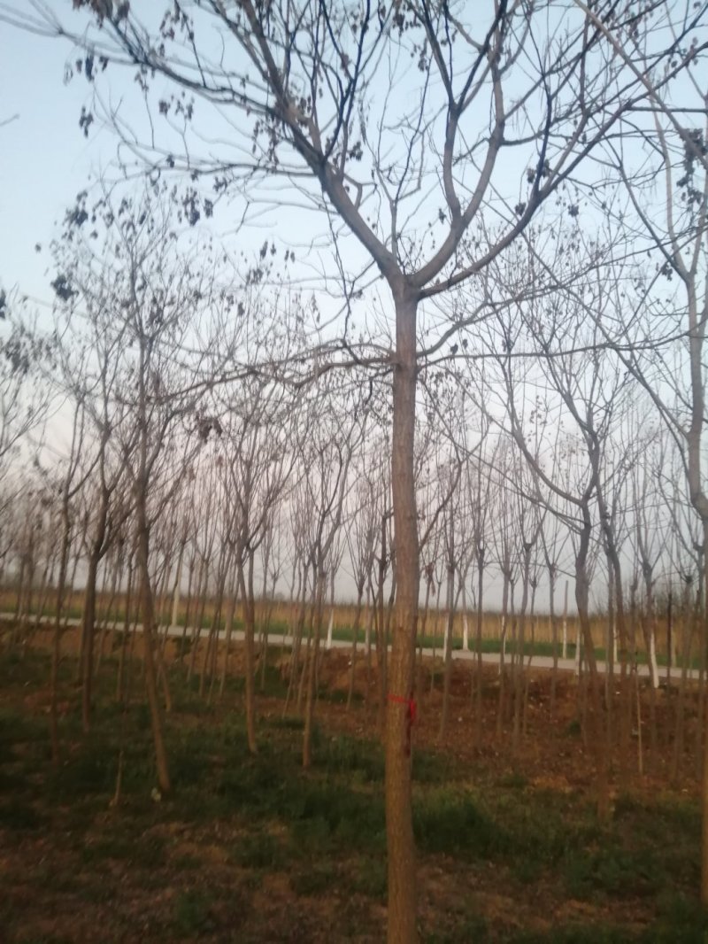 北栾8到11公分精品北栾价格美丽，量大从优先到先得，