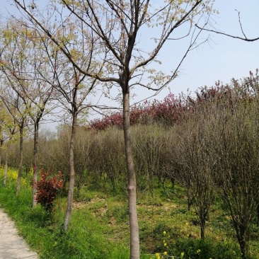 北栾8到11公分精品北栾价格美丽,量大从优先到先得,