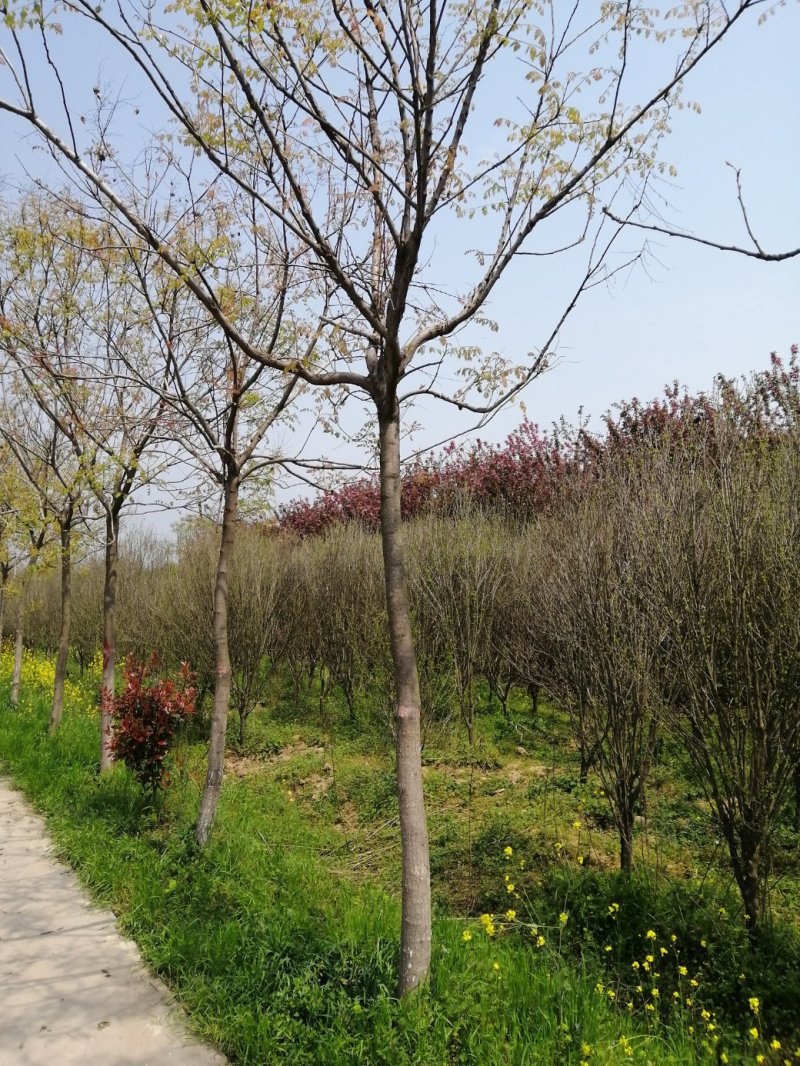 北栾8到11公分精品北栾价格美丽，量大从优先到先得，