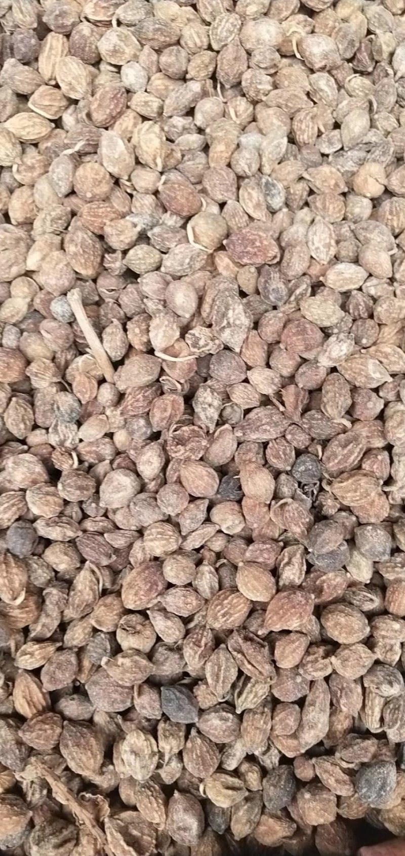 香砂