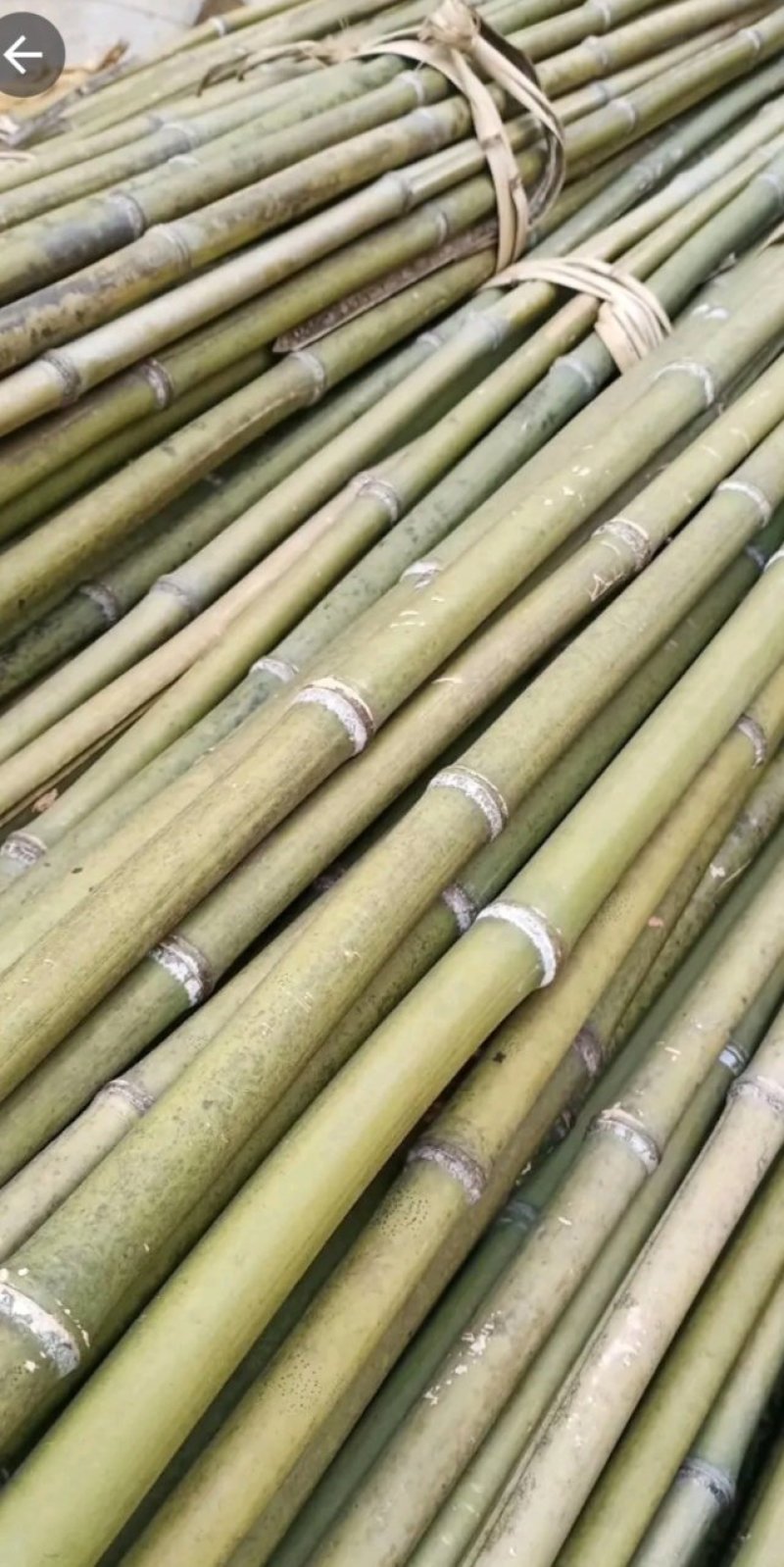 诚邀合作，菜架竹，撑杆，工地外架，