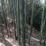 诚邀合作，菜架竹，撑杆，工地外架，