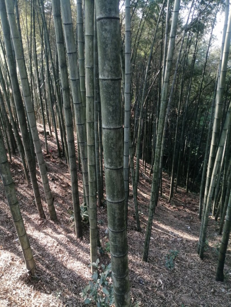 诚邀合作，菜架竹，撑杆，工地外架，