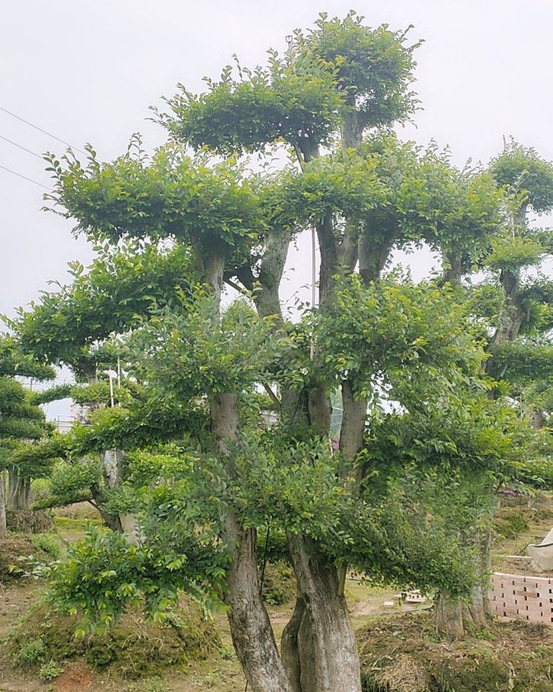 造型榆树，盆景榆树、别墅专用