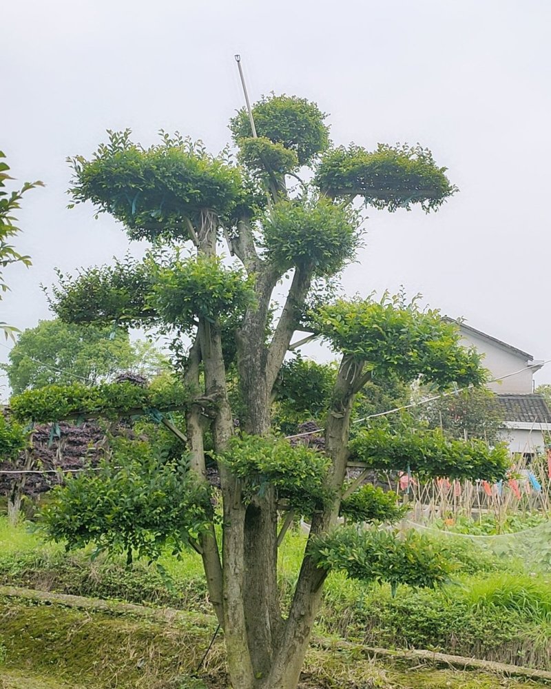 造型榆树，盆景榆树、别墅专用