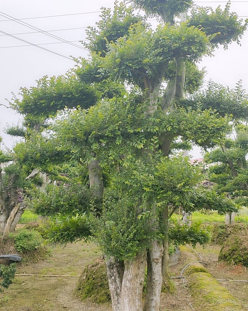 造型榆树，盆景榆树、别墅专用