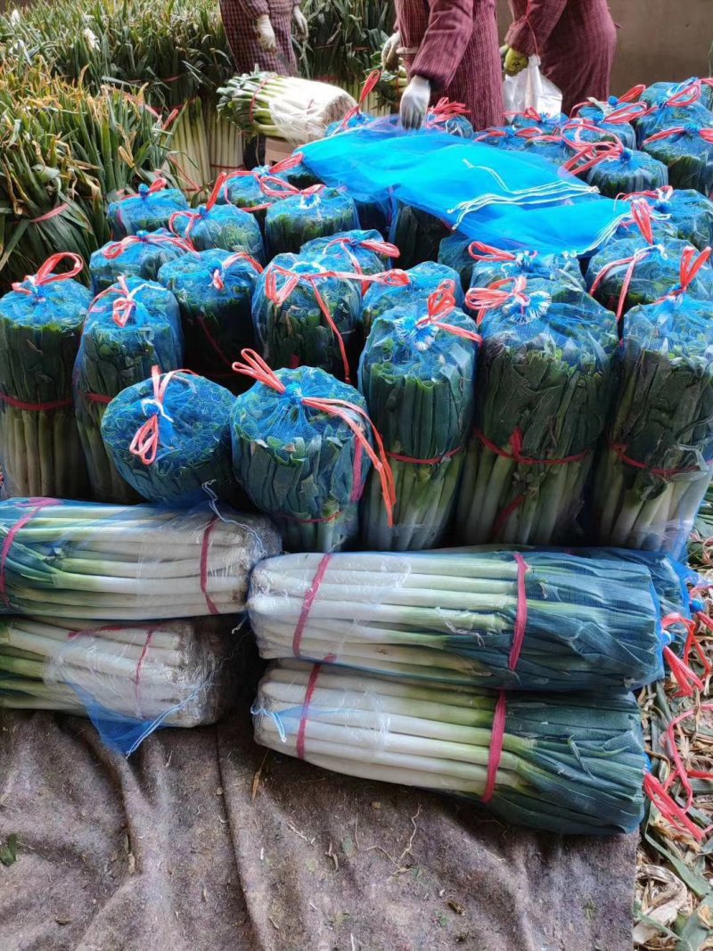 河北邯郸精品大葱产地直销，质量保证，量大从优