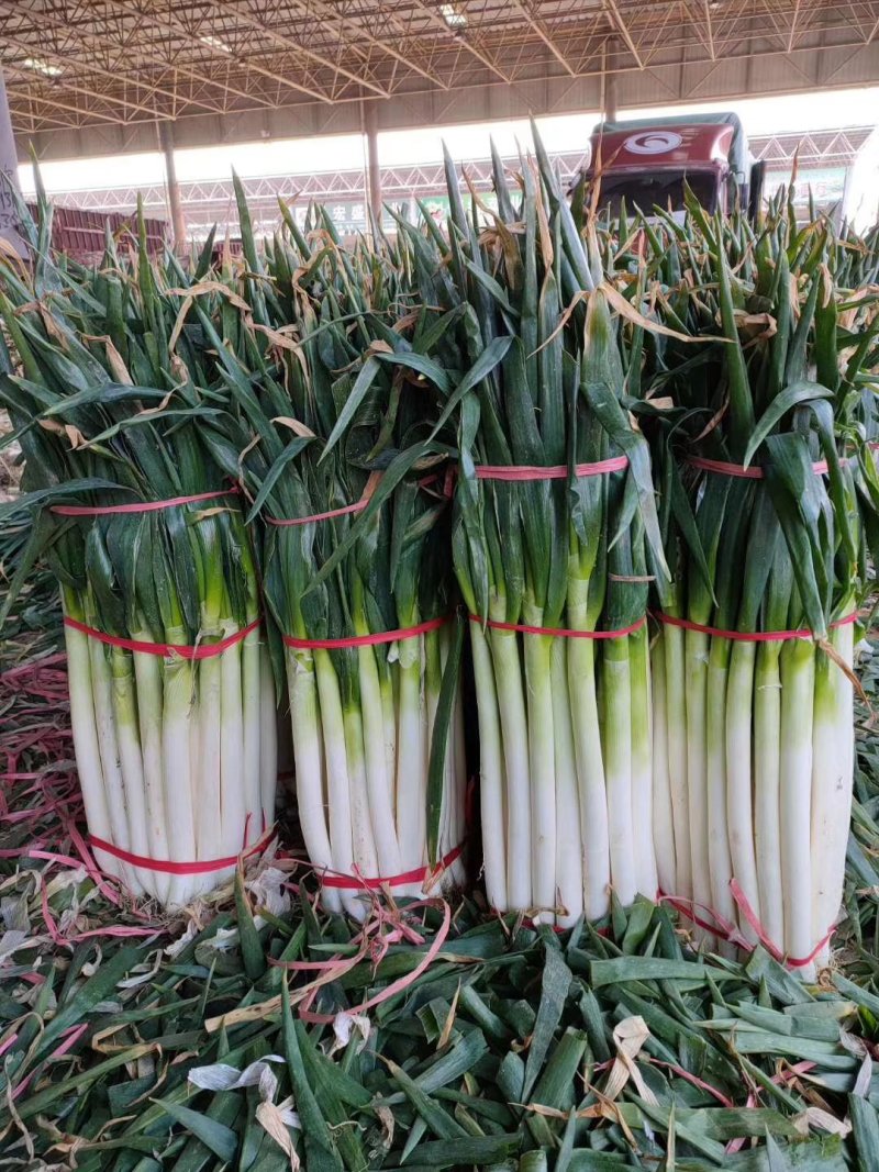 河北邯郸精品大葱产地直销，质量保证，量大从优