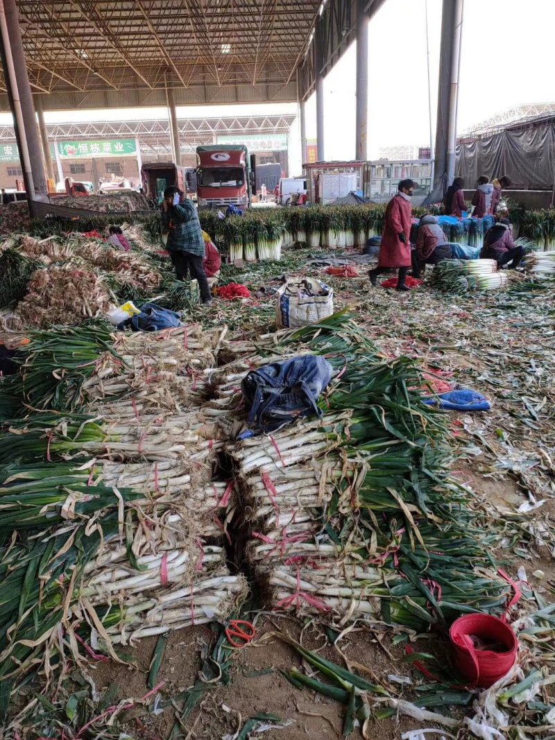河北邯郸精品大葱产地直销，质量保证，量大从优
