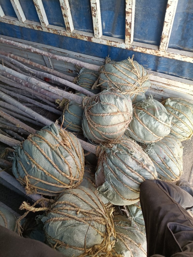 胡杨，带土球，或裸根，都可以