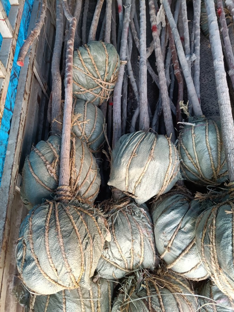 胡杨，带土球，或裸根，都可以
