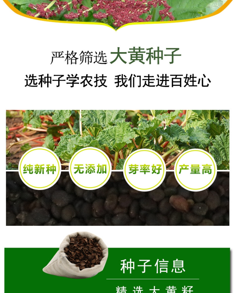 大黄种子马蹄大黄牛舌大黄火参黄良水根