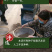 大黄种子马蹄大黄牛舌大黄火参黄良水根