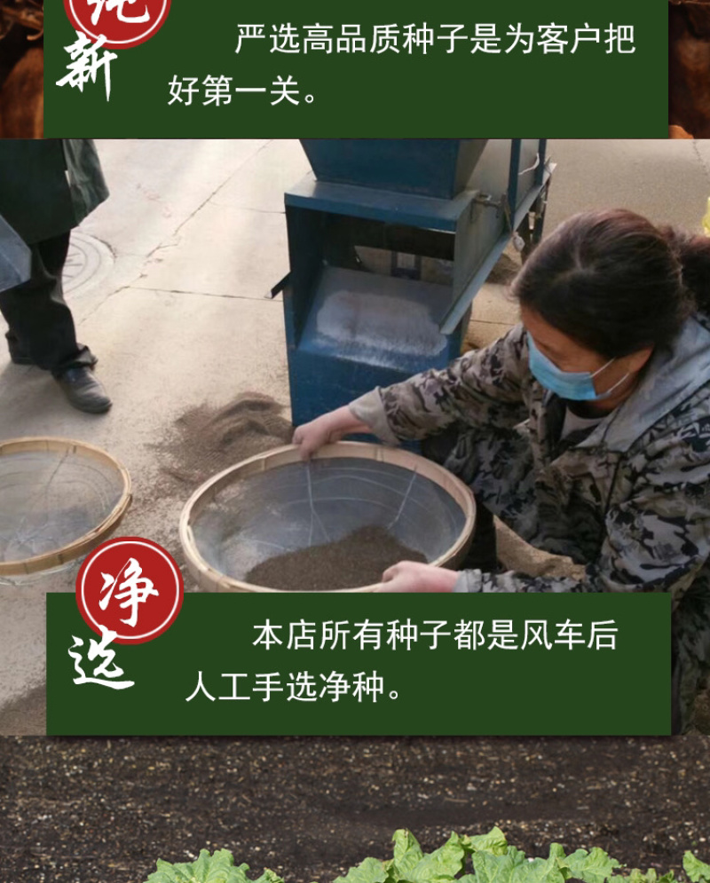 大黄种子马蹄大黄牛舌大黄火参黄良水根