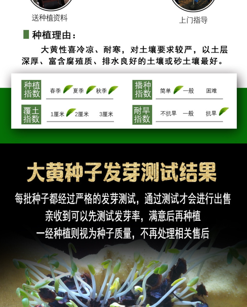 大黄种子马蹄大黄牛舌大黄火参黄良水根