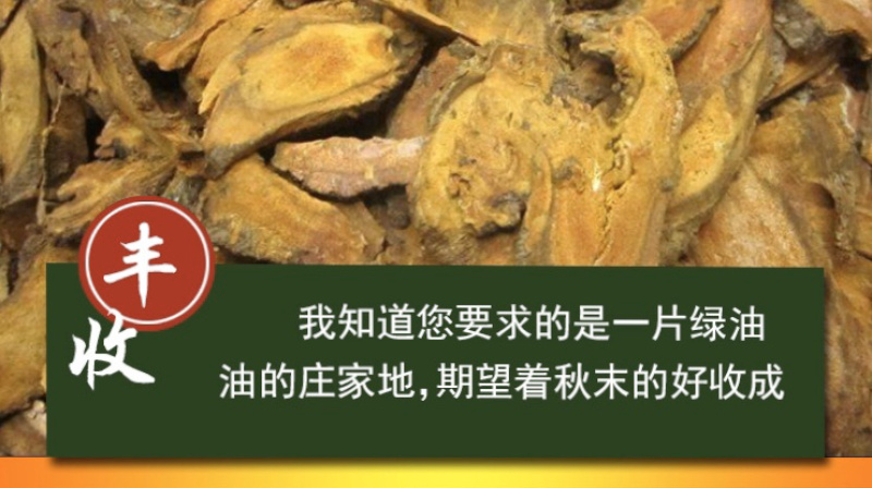 大黄种子马蹄大黄牛舌大黄火参黄良水根