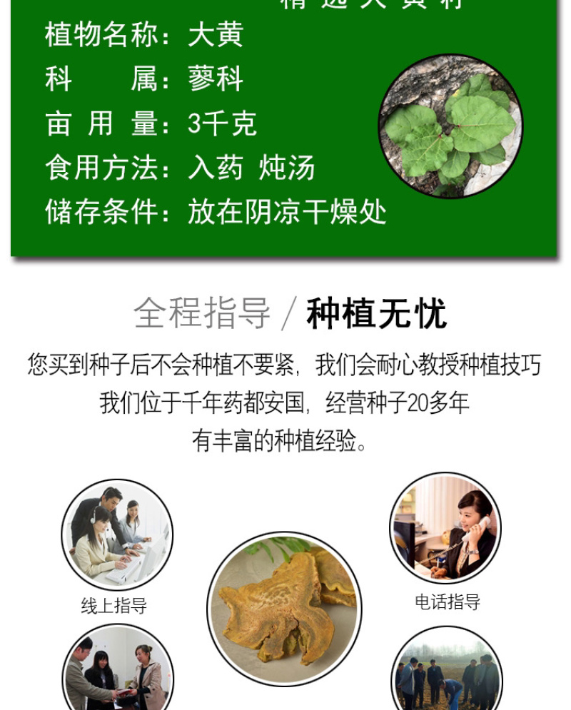 大黄种子马蹄大黄牛舌大黄火参黄良水根
