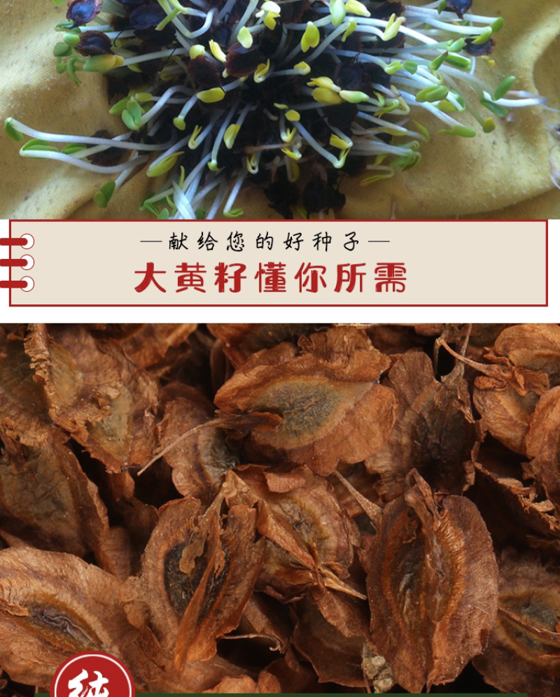 大黄种子马蹄大黄牛舌大黄火参黄良水根