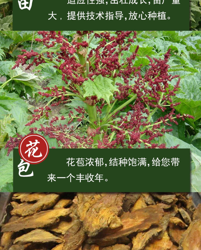 大黄种子马蹄大黄牛舌大黄火参黄良水根
