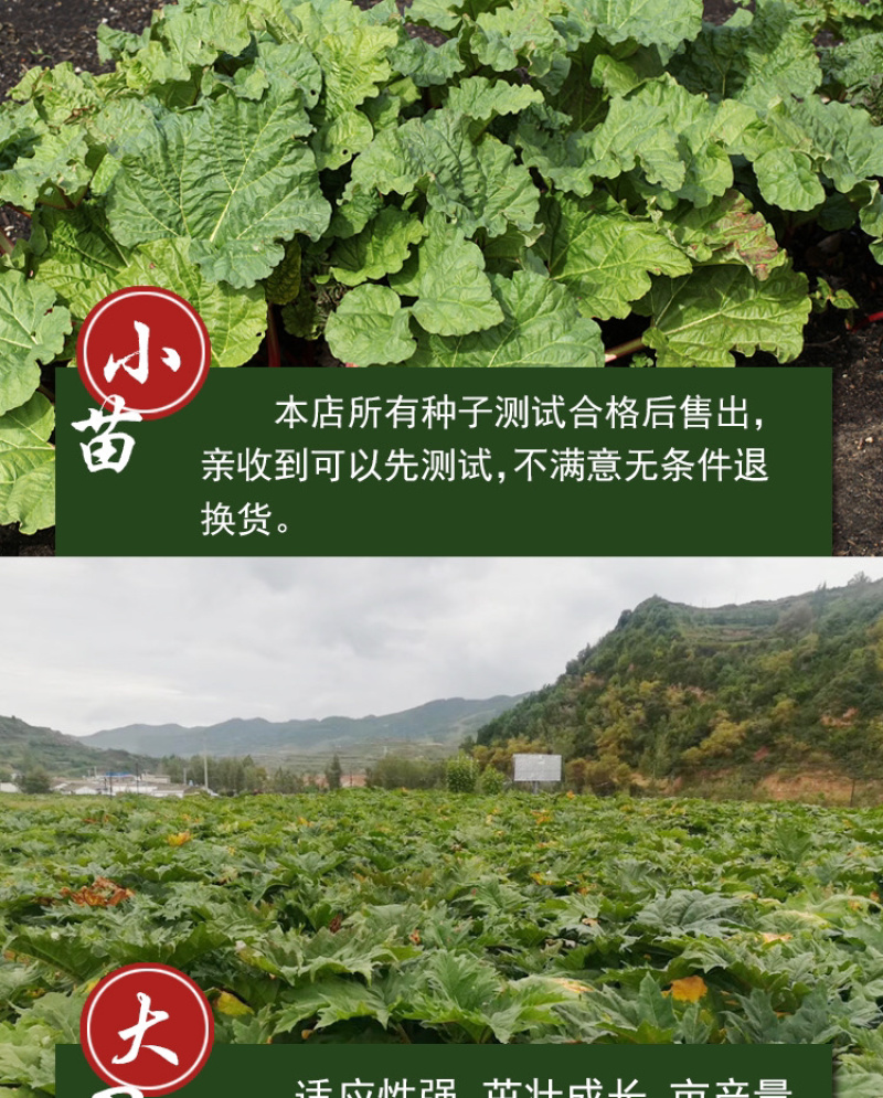 大黄种子马蹄大黄牛舌大黄火参黄良水根