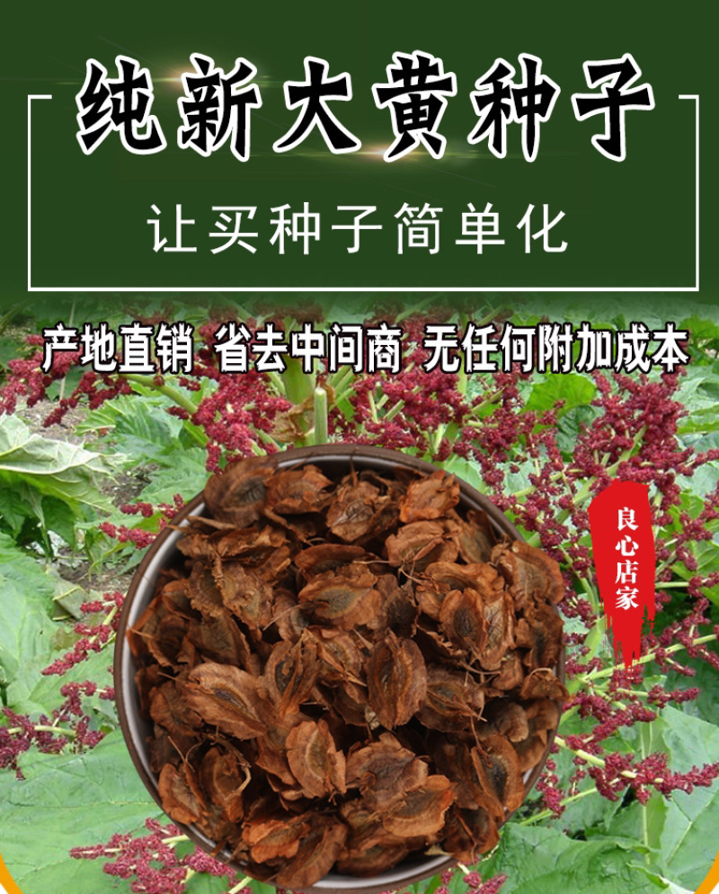 大黄种子马蹄大黄牛舌大黄火参黄良水根