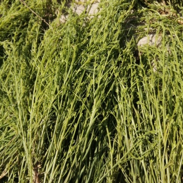 百蕊草