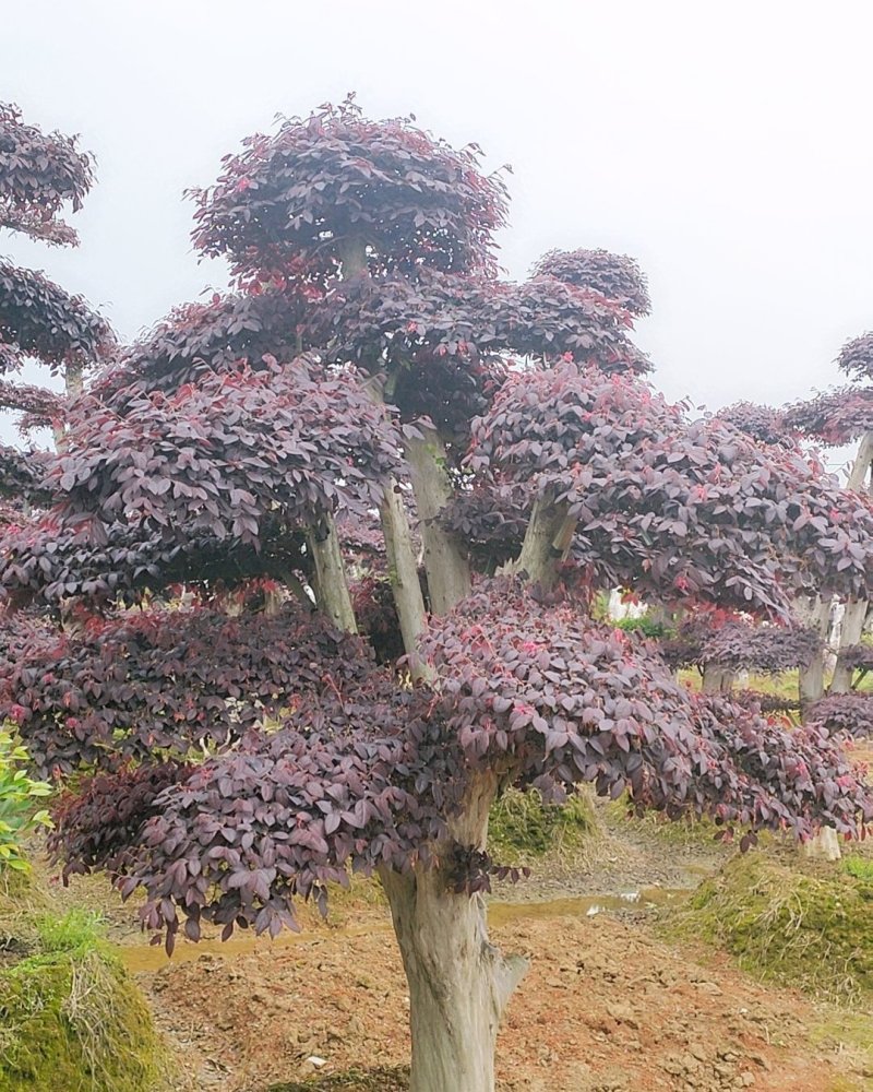 精品红花继木造型红花檵木桩景观苗木基地直发包成活