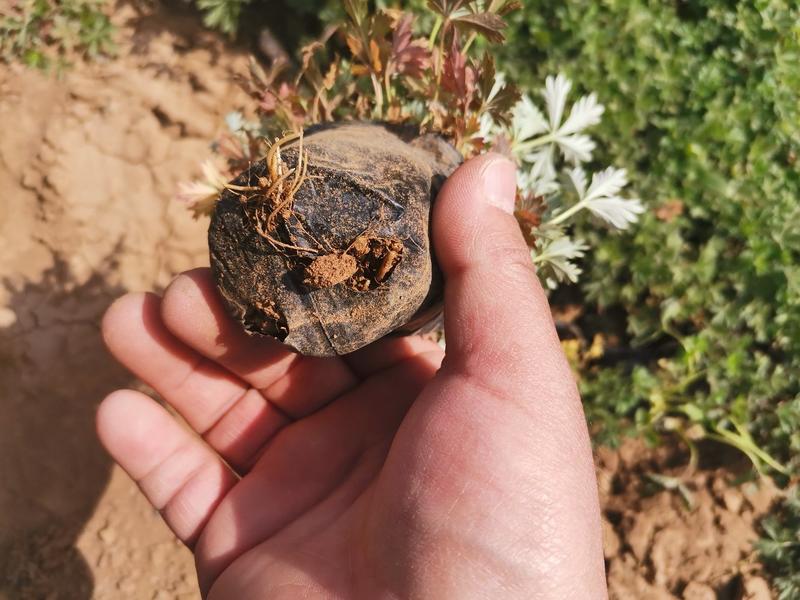 五叶委陵菜委陵菜地被植物欢迎实地看货