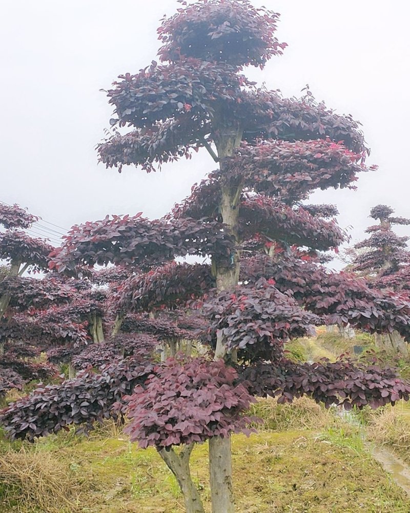 精品红花继木造型红花檵木桩景观苗木基地直发包成活