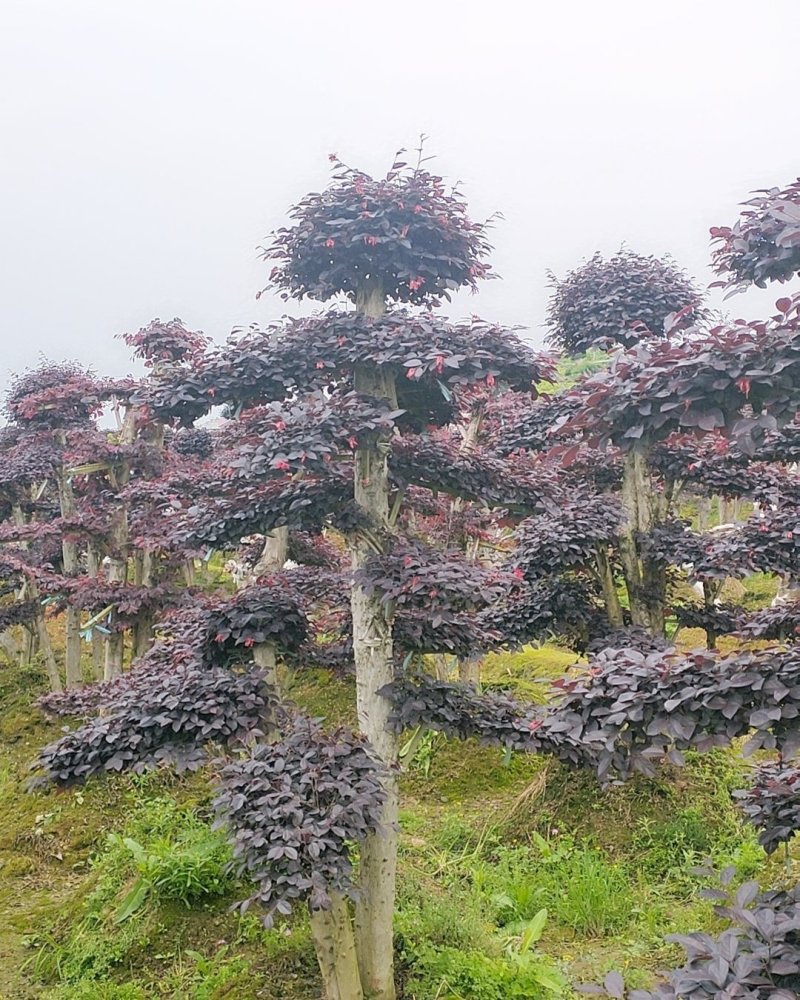 精品红花继木造型红花檵木桩景观苗木基地直发包成活