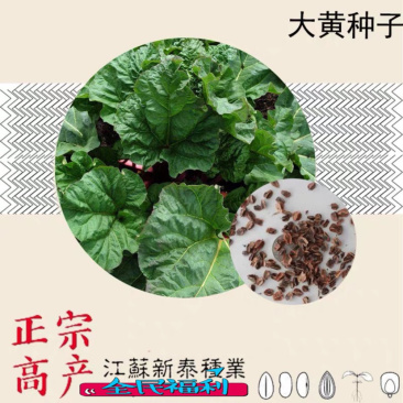 大黄种子马蹄大黄牛舌大黄火参黄良水根