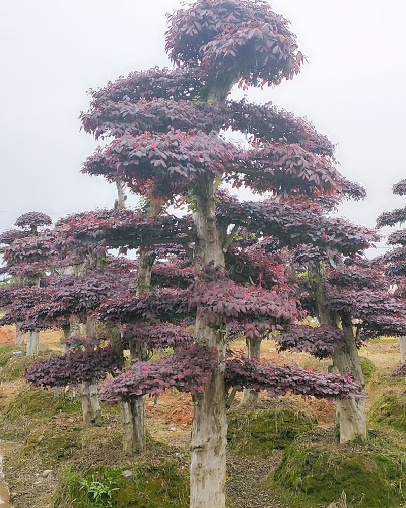 精品红花继木造型红花檵木桩景观苗木基地直发包成活