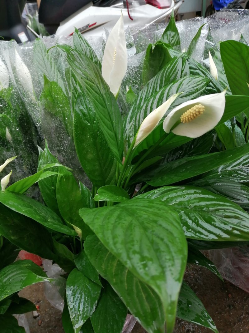 白掌（一帆风顺）花语:事业有成、一帆风顺。